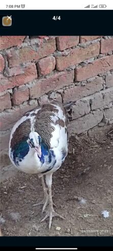 Peid male peacock for sale in ryk