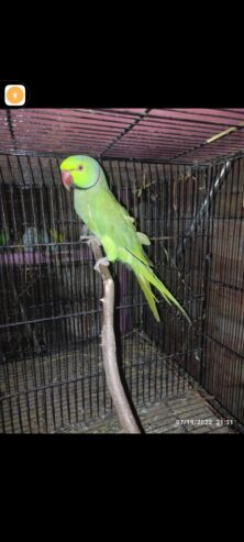 Green ringneck parrot for sale in ryk