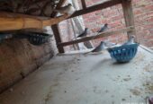 China dove breeder pair for sale in ryk