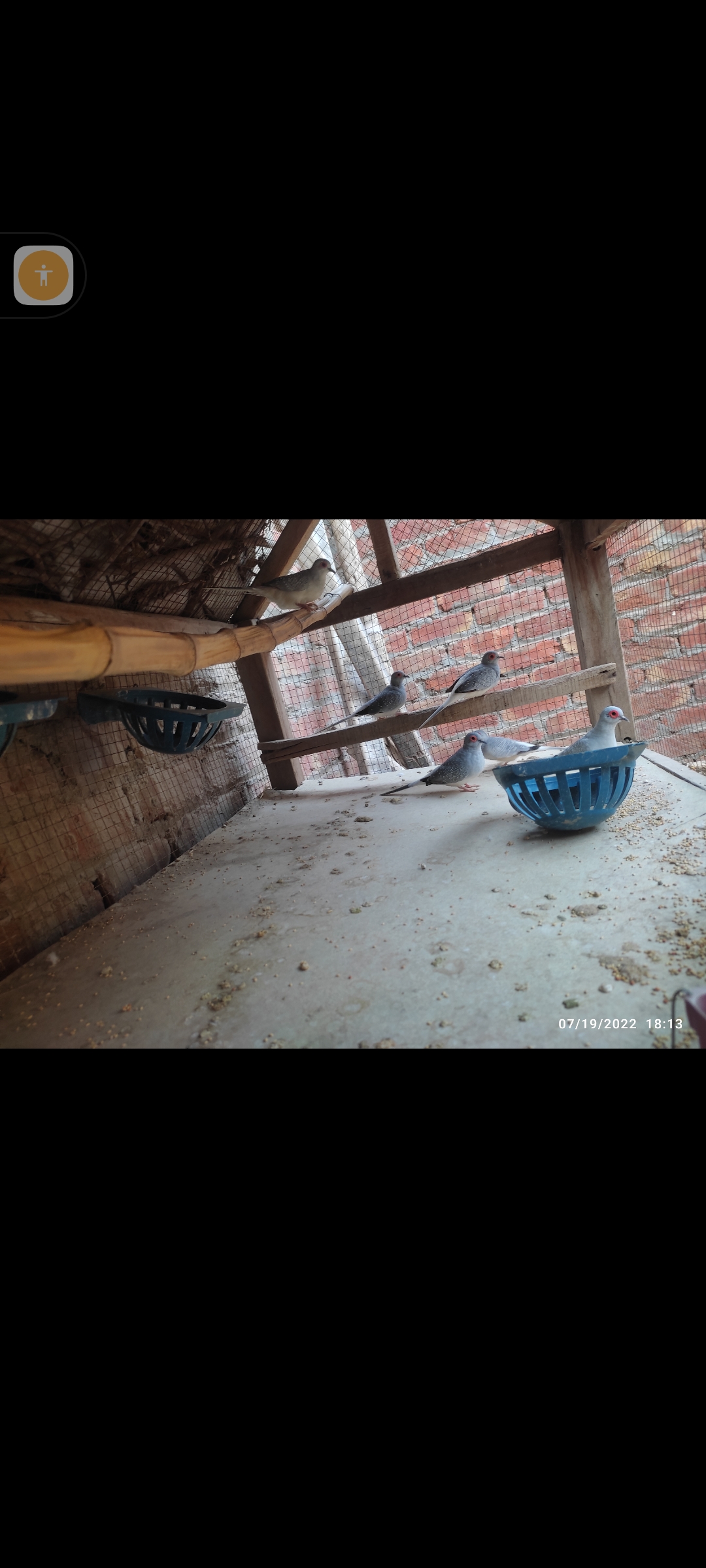 China dove breeder pair for sale in ryk