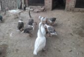 Long neck duck for sale in ryk