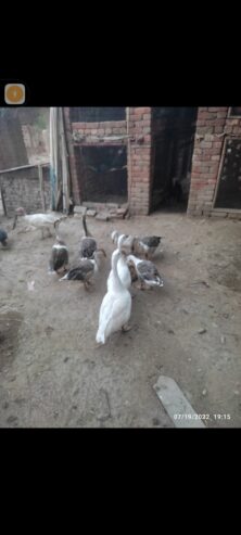 Long neck duck for sale in ryk