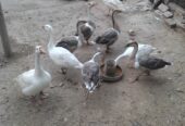 Long neck duck for sale in ryk