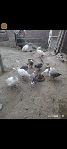 Long neck duck for sale in ryk