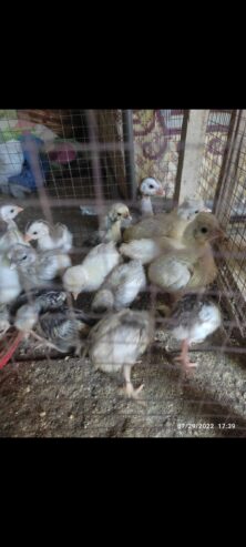 White polish chicks for sale in ryk