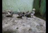 Silver subrite chicks for sale in ryk