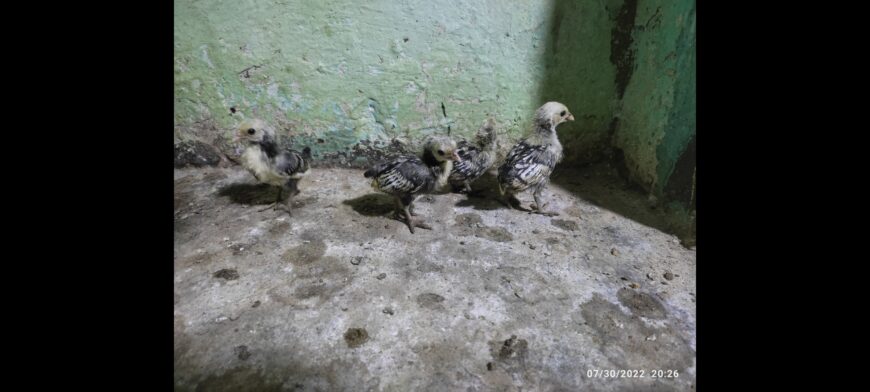 Silver subrite chicks for sale in ryk