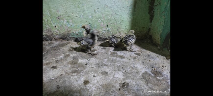 Silver subrite chicks for sale in ryk