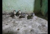 Silver subrite chicks for sale in ryk