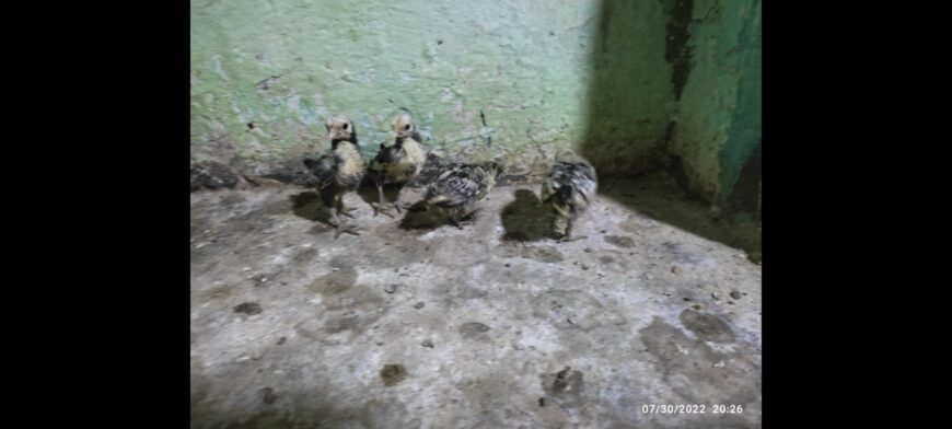 Silver subrite chicks for sale in ryk