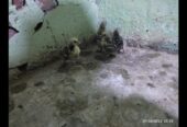 Silver subrite chicks for sale in ryk