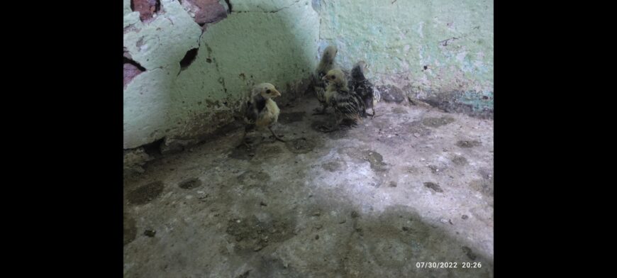 Silver subrite chicks for sale in ryk