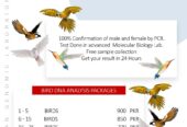 BIRD DNA TESTING | Avian Genomic Laboratory and Research center.