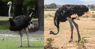 ostrich for sale