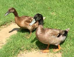 Khaki Campbell Ducks Breeder pair