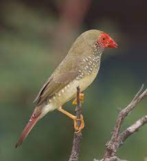 star finch for sale in lahore