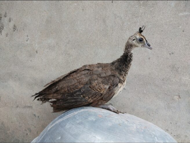 Black shoulder peacock