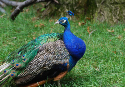 peacock-looking-back-over-his-shoulder-trailing-feathers-plummage-88830640