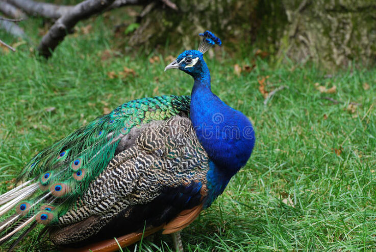 blue shoulder peacock for sale