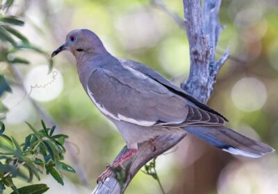 pictures-of-pigeons-and-doves-4121967-hero-802e867d0433421483be8364d6fcb719