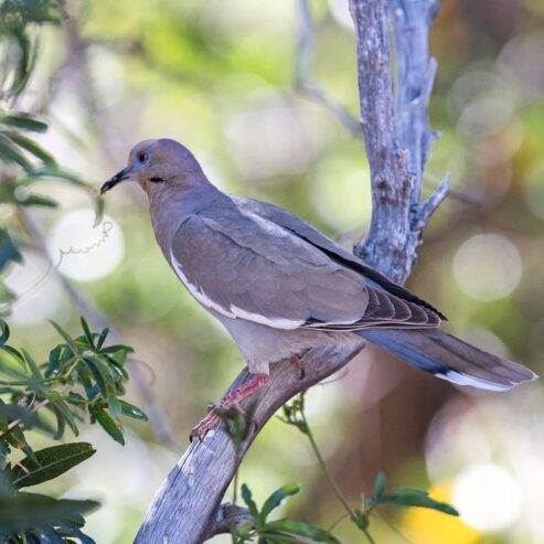 Aptikal dove pahty available