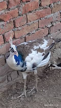 peid male peacock for sale in rahim yar khan