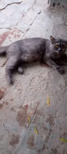 Gray cat for sale in sadiq abad