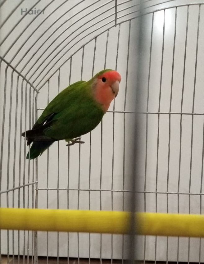 Ghousia Birds