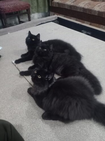 Persian Tripple coated black beauty