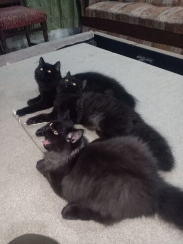 Persian Tripple coated black beauty