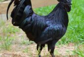 AYAM CEMANI BREEDER TRIO