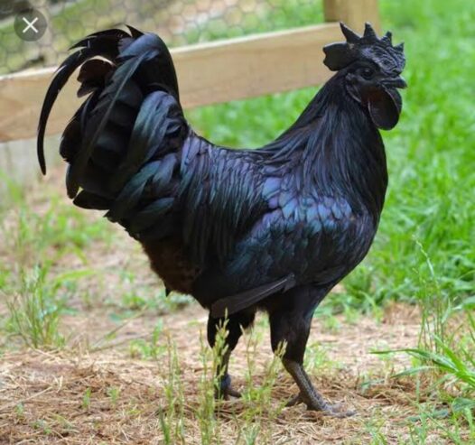 AYAM CEMANI BREEDER TRIO