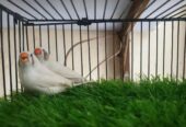 White Zebra Finches for Sale Breeder