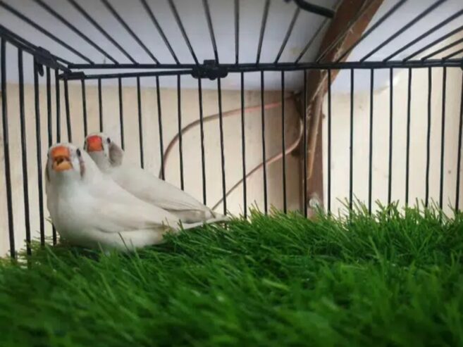 White Zebra Finches for Sale Breeder