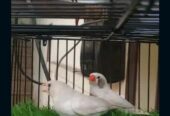 White Zebra Finches for Sale Breeder