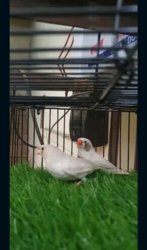 White Zebra Finches for Sale Breeder