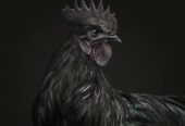 AYAM CEMANI BREEDER TRIO