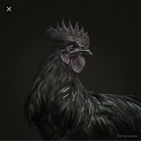 AYAM CEMANI BREEDER TRIO