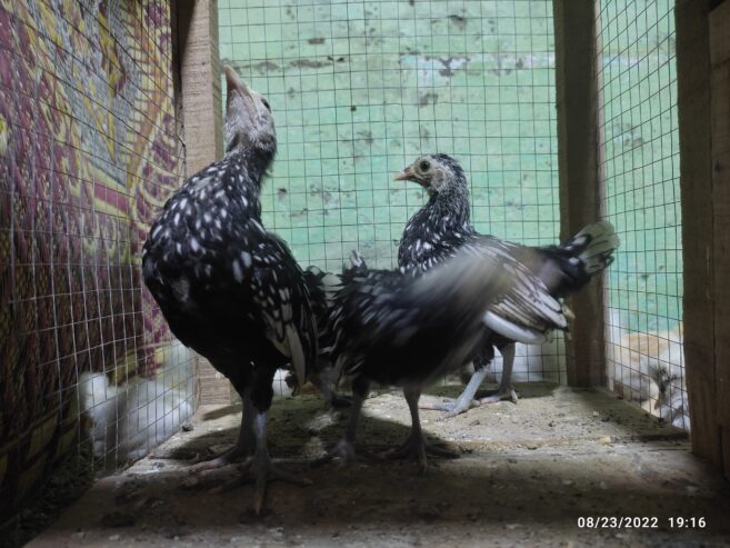 Silver subrite chicks for sale in ryk