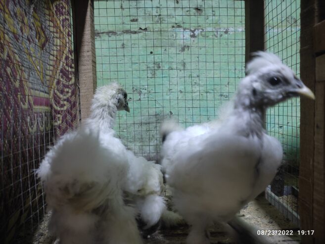 Selkie chicks for sale in ryk