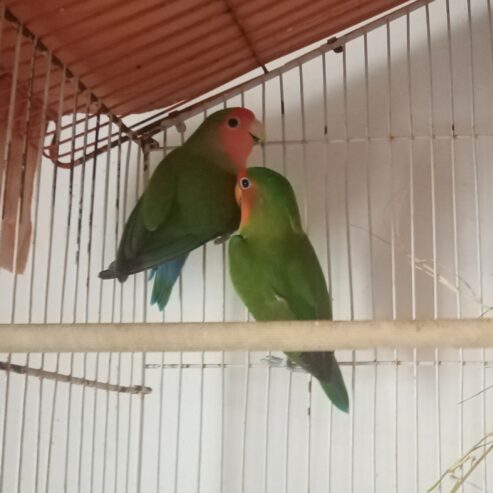 Lovebirds