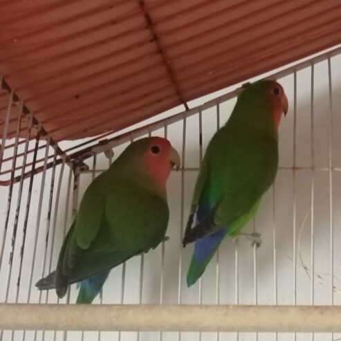 Lovebirds