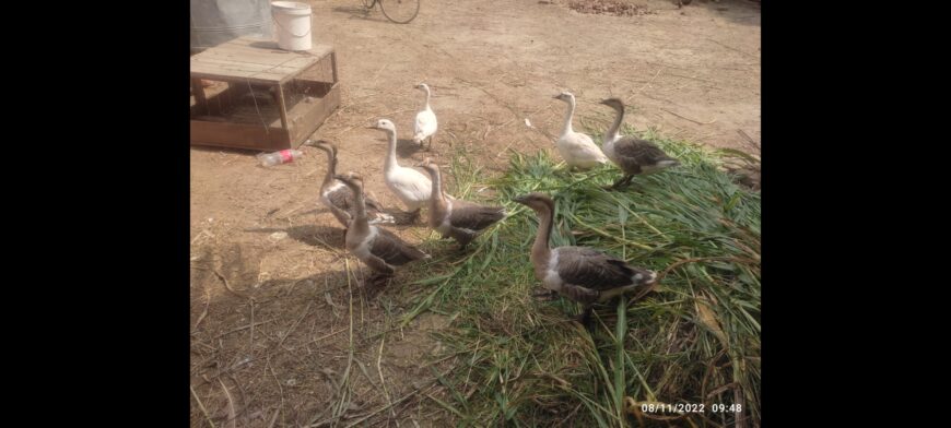 Long neck duck for sale in ryk لمبی گردن والی بطخ