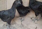 Ayam cemani