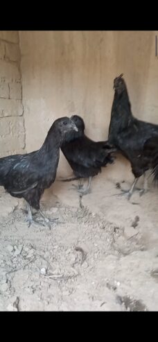 Ayam cemani