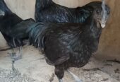 Ayam cemani