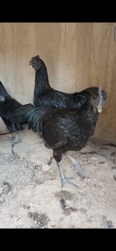 Ayam cemani