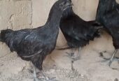 Ayam cemani