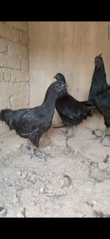 Ayam cemani