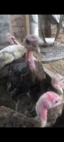 Turkey chicks for sale in sadiq abad